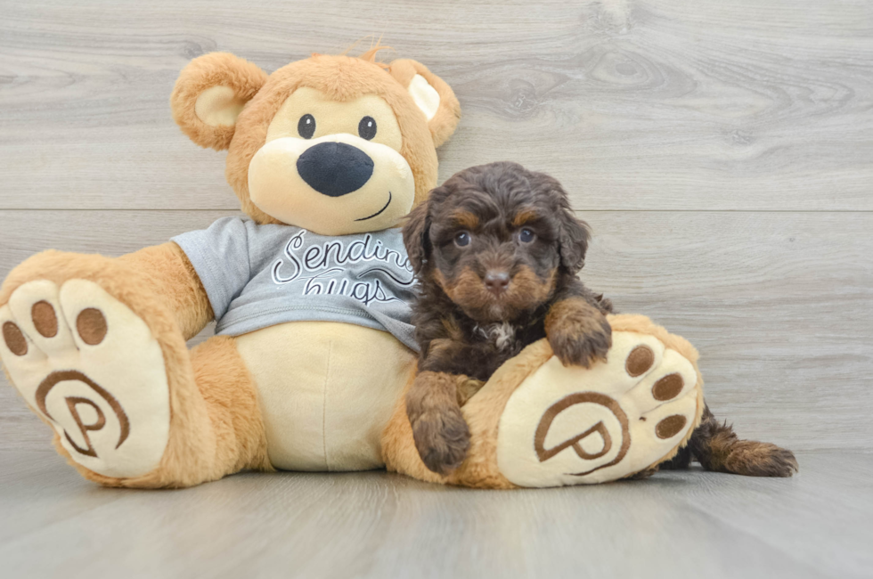 6 week old Mini Bernedoodle Puppy For Sale - Windy City Pups