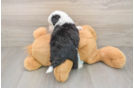 Best Mini Bernedoodle Baby