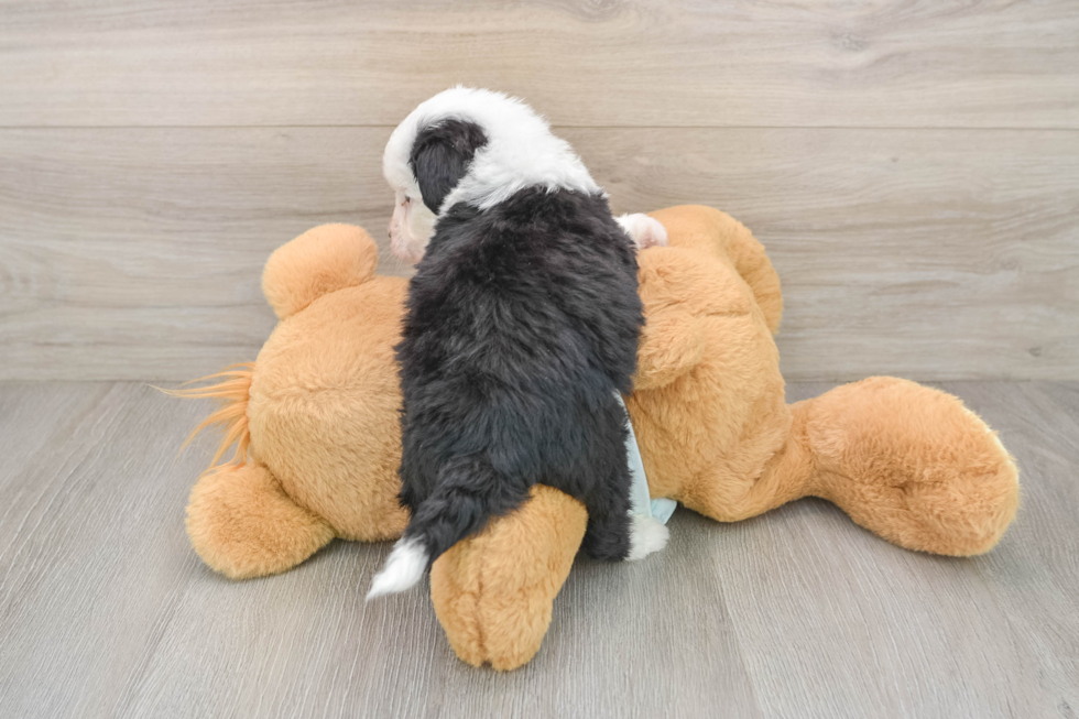 Best Mini Bernedoodle Baby