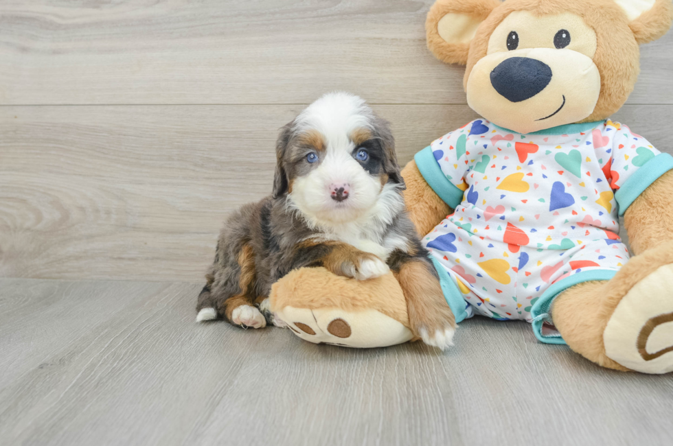 7 week old Mini Bernedoodle Puppy For Sale - Windy City Pups