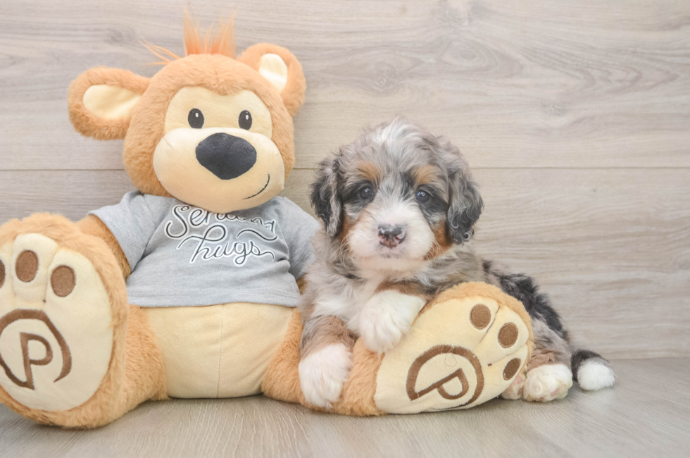 5 week old Mini Bernedoodle Puppy For Sale - Windy City Pups