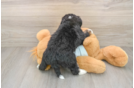 Mini Bernedoodle Puppy for Adoption