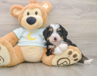 7 week old Mini Bernedoodle Puppy For Sale - Windy City Pups