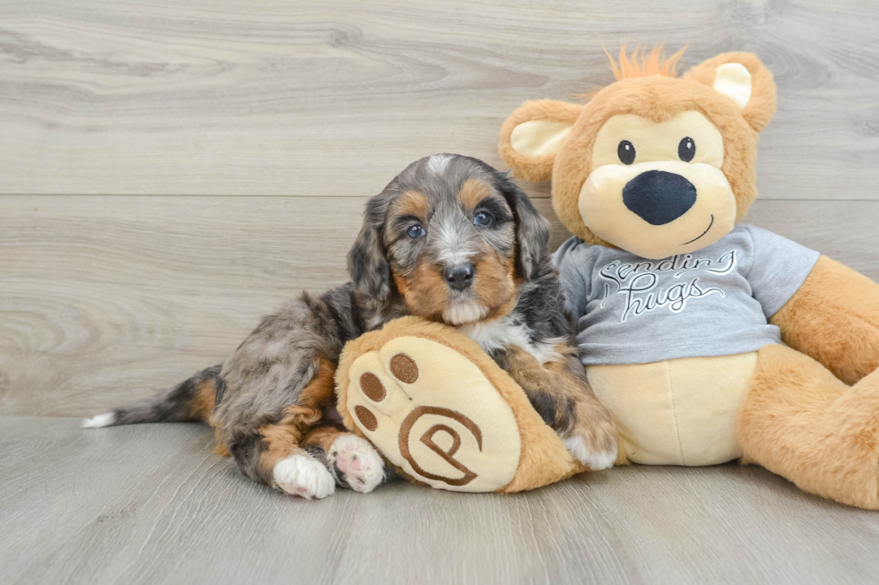 Adorable Mini Berniedoodle Poodle Mix Puppy