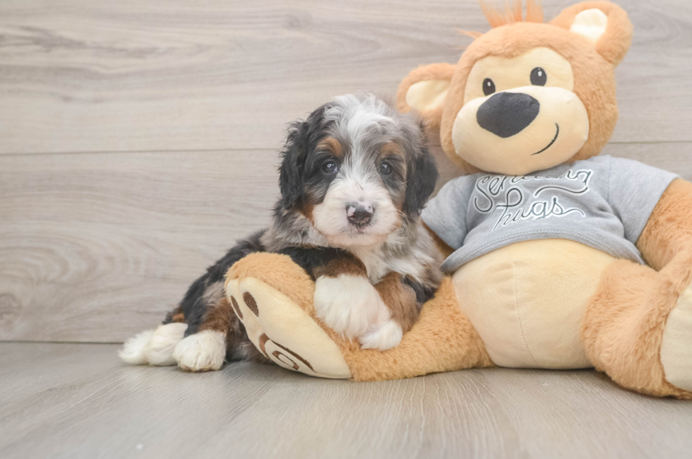 5 week old Mini Bernedoodle Puppy For Sale - Windy City Pups