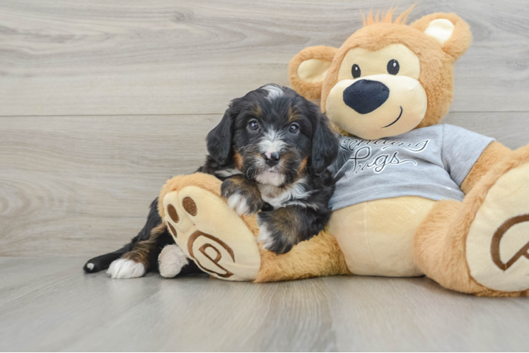 Mini Bernedoodle Pup Being Cute