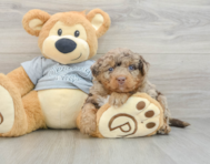 8 week old Mini Bernedoodle Puppy For Sale - Windy City Pups