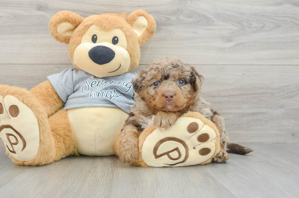 6 week old Mini Bernedoodle Puppy For Sale - Windy City Pups
