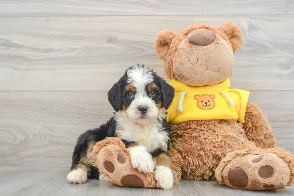 Funny Mini Bernedoodle Poodle Mix Pup