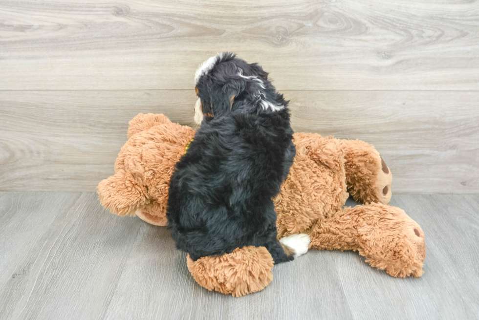 Mini Bernedoodle Puppy for Adoption