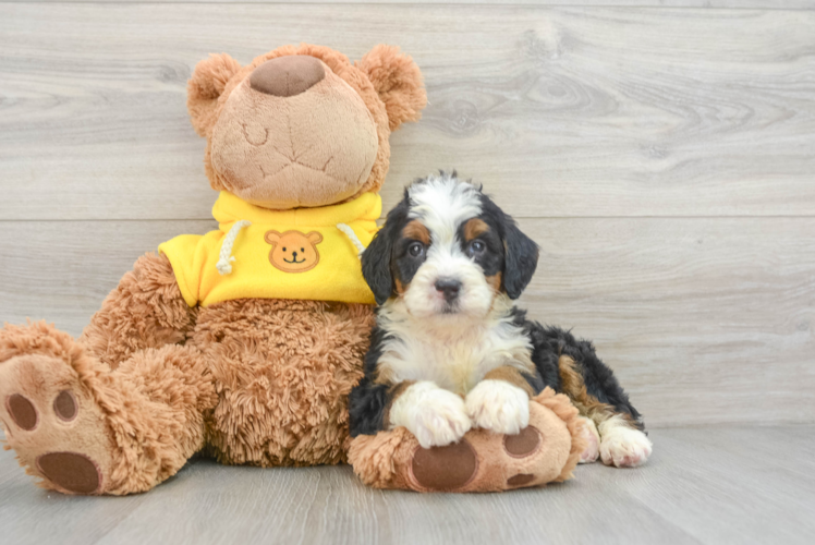 Mini Bernedoodle Puppy for Adoption