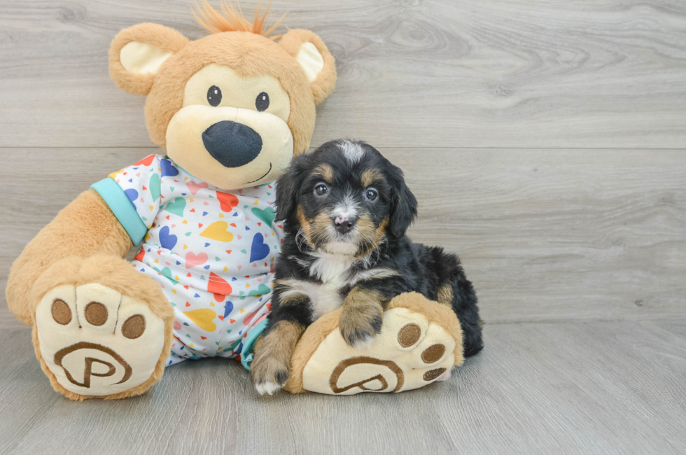 7 week old Mini Bernedoodle Puppy For Sale - Windy City Pups