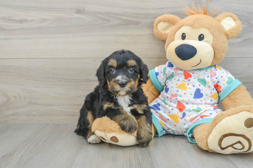 Mini Bernedoodle Puppy for Adoption