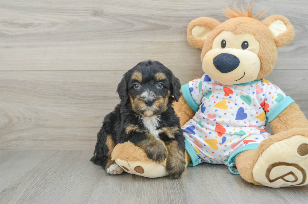 7 week old Mini Bernedoodle Puppy For Sale - Windy City Pups