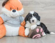 7 week old Mini Bernedoodle Puppy For Sale - Windy City Pups