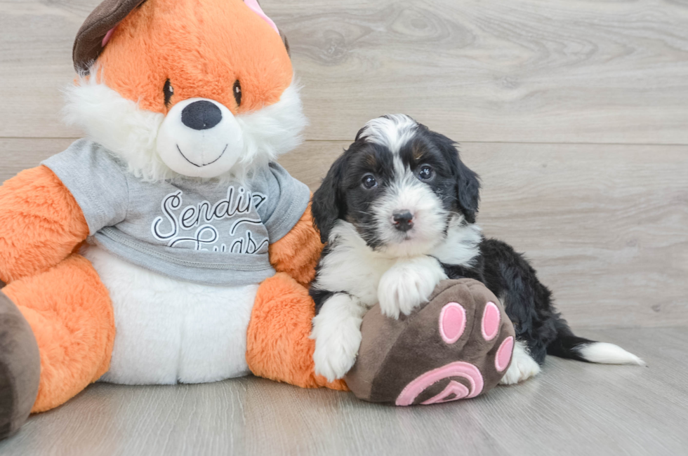 6 week old Mini Bernedoodle Puppy For Sale - Windy City Pups