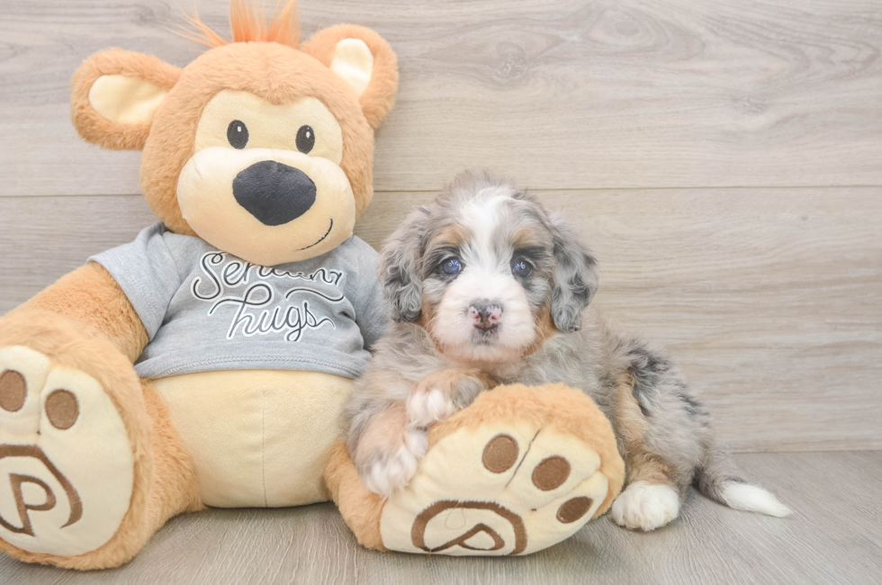 5 week old Mini Bernedoodle Puppy For Sale - Windy City Pups