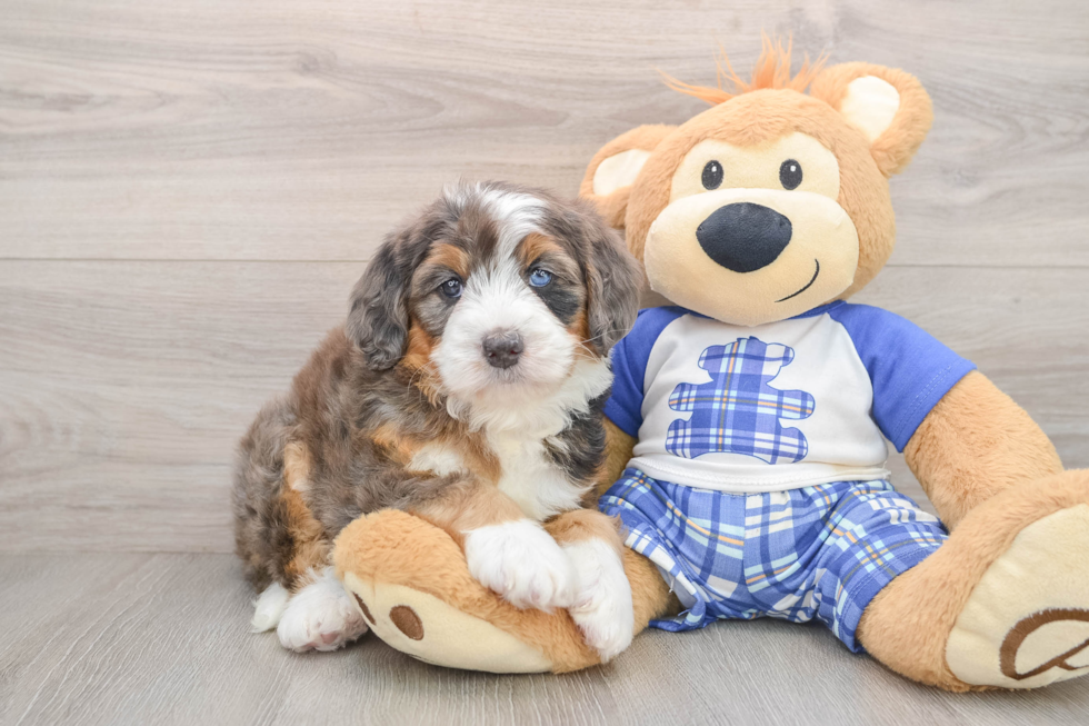 Friendly Mini Bernedoodle Baby