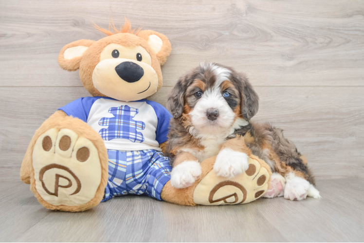 Best Mini Bernedoodle Baby