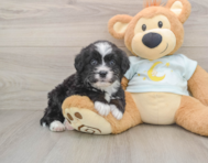 7 week old Mini Bernedoodle Puppy For Sale - Windy City Pups