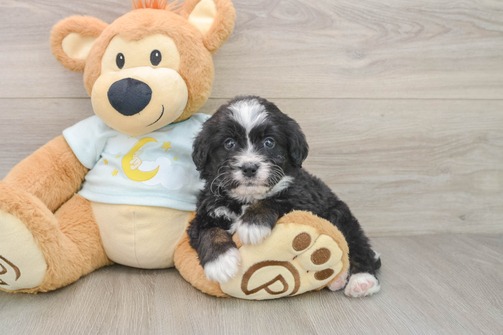 Mini Bernedoodle Puppy for Adoption