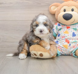 5 week old Mini Bernedoodle Puppy For Sale - Windy City Pups