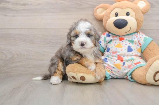 RUTHIE, a Mini Bernedoodle littermate