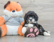 7 week old Mini Bernedoodle Puppy For Sale - Windy City Pups