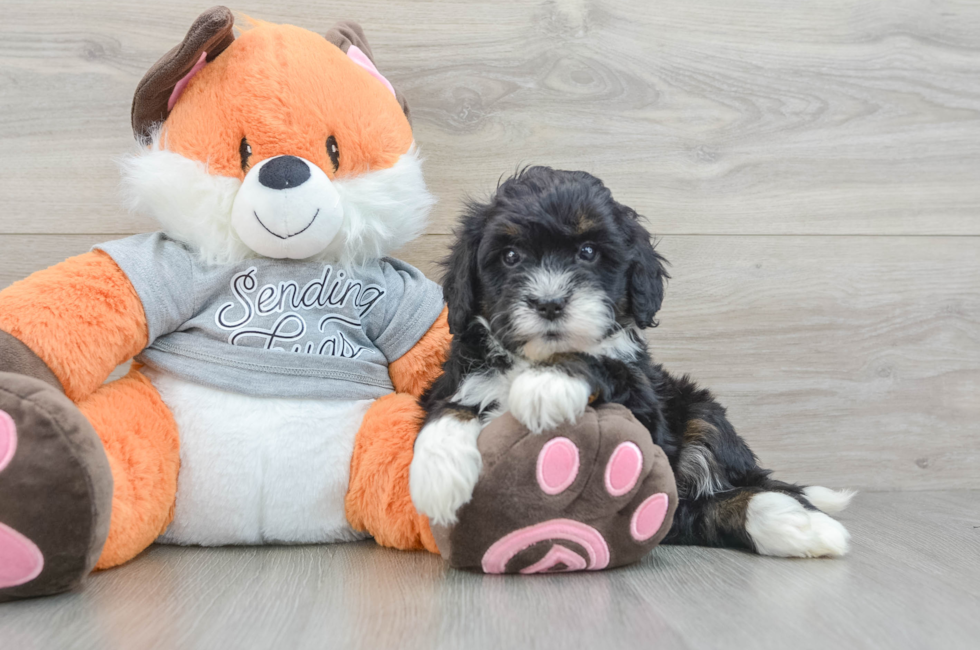 6 week old Mini Bernedoodle Puppy For Sale - Windy City Pups