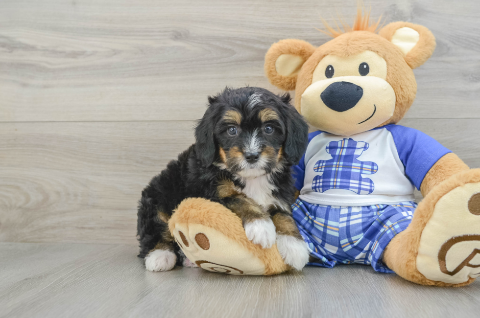 6 week old Mini Bernedoodle Puppy For Sale - Windy City Pups