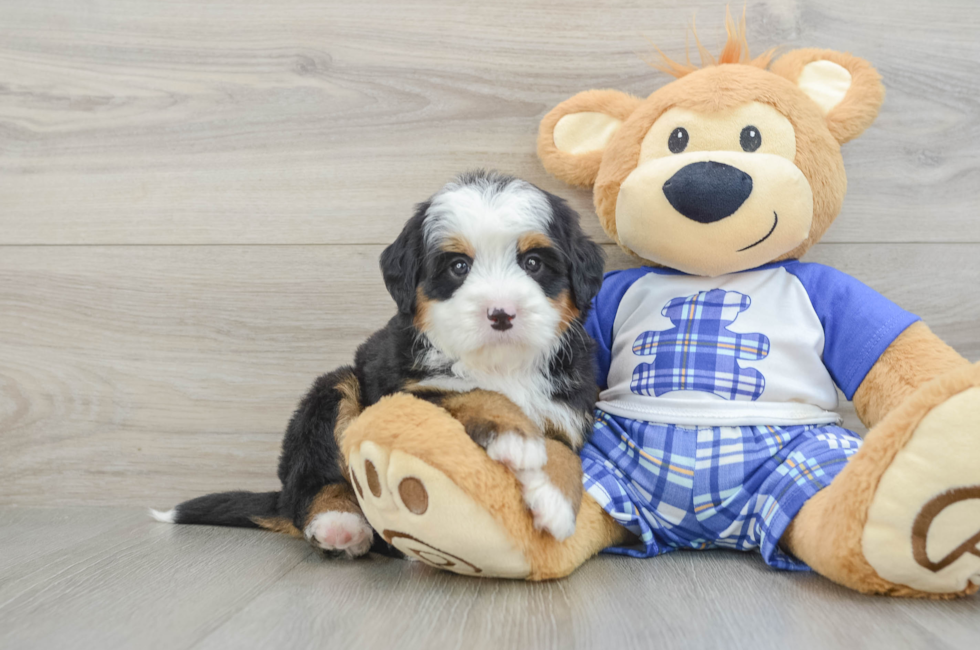 7 week old Mini Bernedoodle Puppy For Sale - Windy City Pups