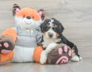 7 week old Mini Bernedoodle Puppy For Sale - Windy City Pups