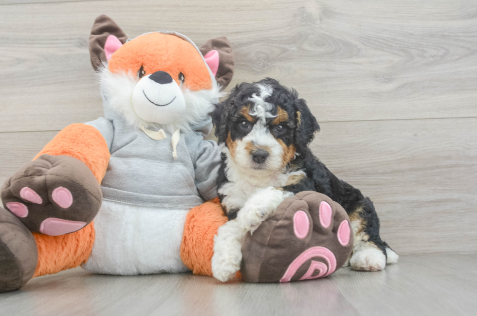 6 week old Mini Bernedoodle Puppy For Sale - Windy City Pups