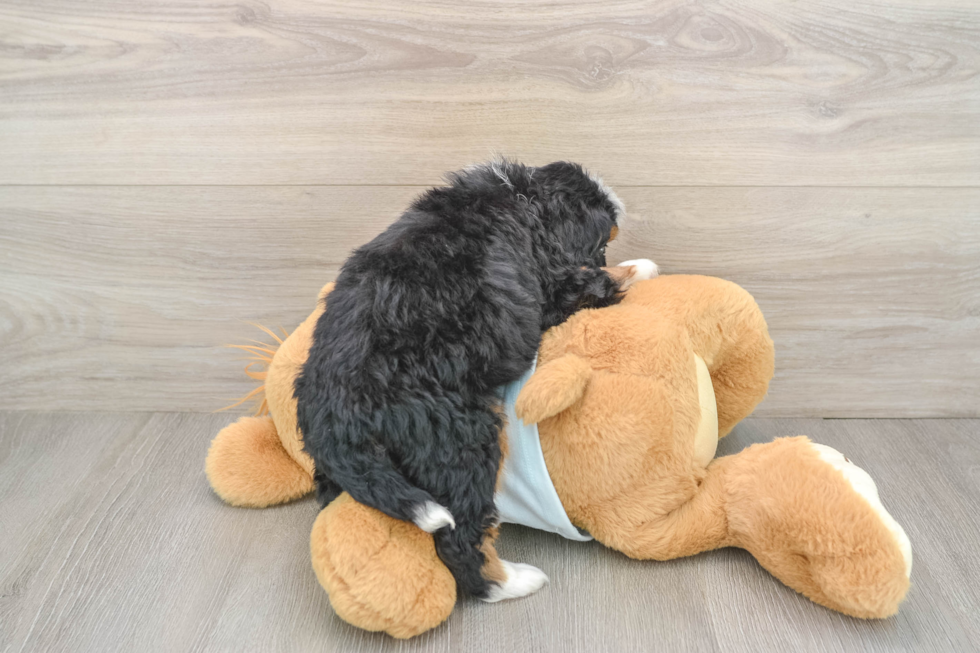 Small Mini Bernedoodle Baby
