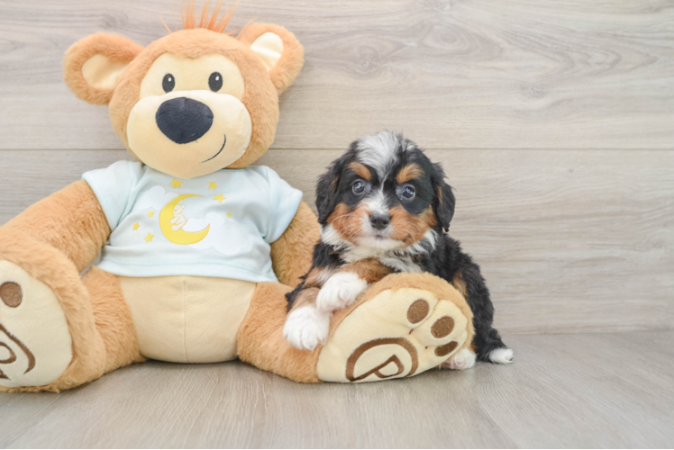 Best Mini Bernedoodle Baby