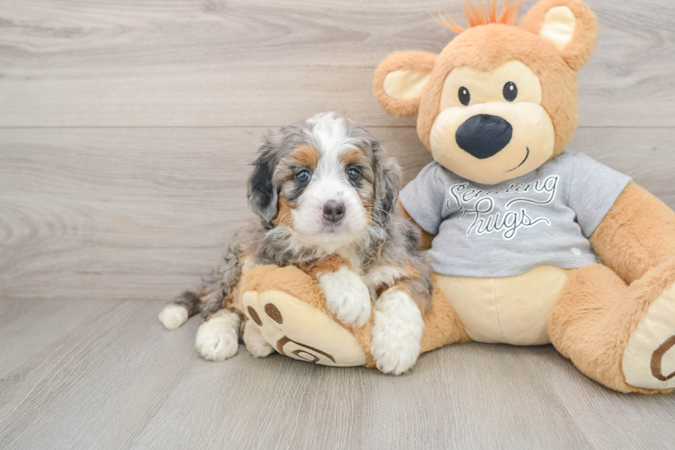 Friendly Mini Bernedoodle Baby