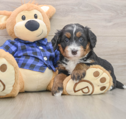 6 week old Mini Bernedoodle Puppy For Sale - Windy City Pups
