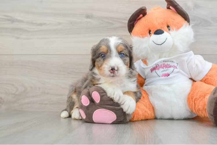 Mini Bernedoodle Pup Being Cute