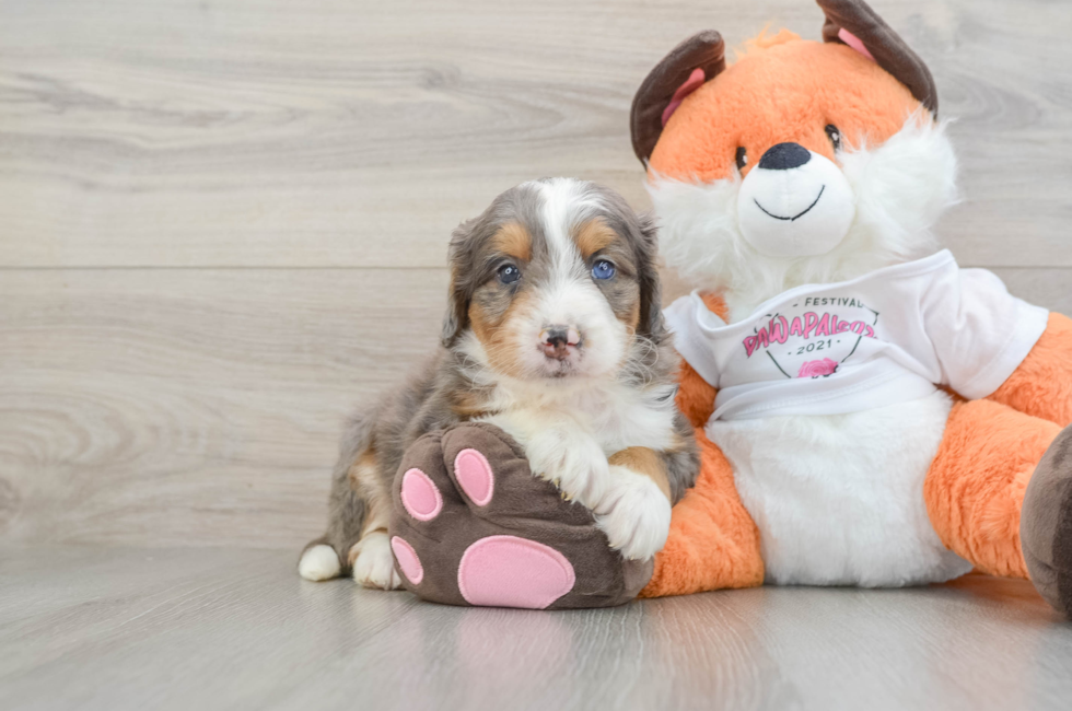 8 week old Mini Bernedoodle Puppy For Sale - Windy City Pups