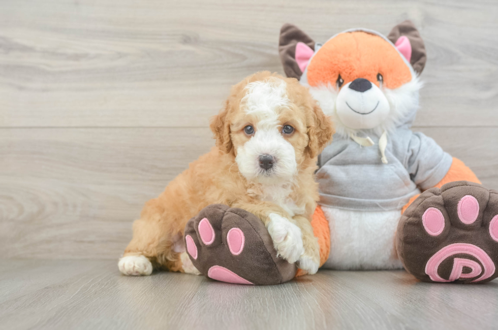 6 week old Mini Bernedoodle Puppy For Sale - Windy City Pups