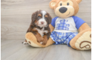 Mini Bernedoodle Puppy for Adoption
