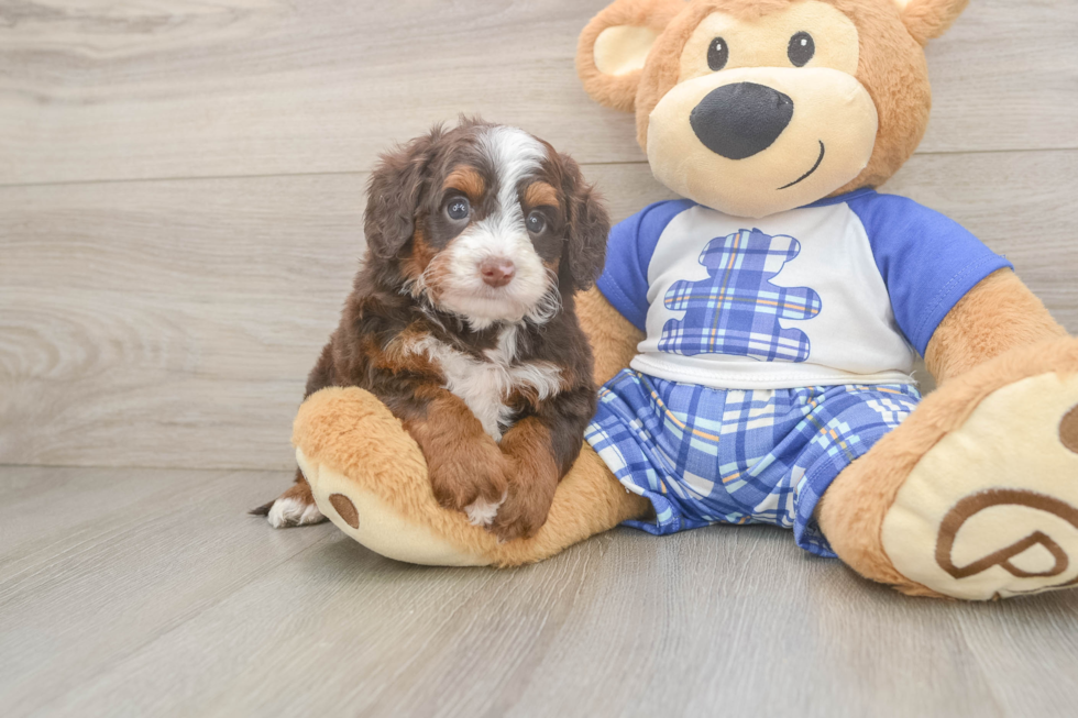 Mini Bernedoodle Puppy for Adoption