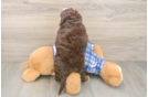 Smart Mini Bernedoodle Poodle Mix Pup