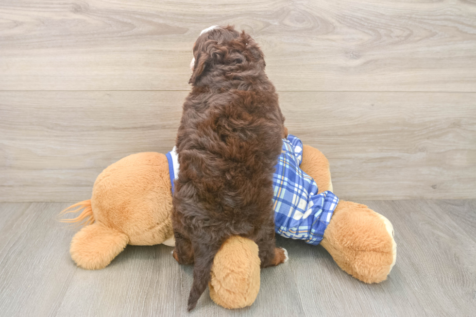 Smart Mini Bernedoodle Poodle Mix Pup