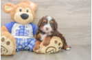 Hypoallergenic Mini Bernadoodle Poodle Mix Puppy