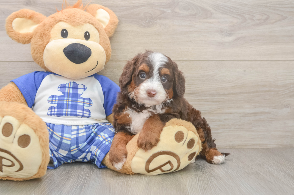 5 week old Mini Bernedoodle Puppy For Sale - Windy City Pups
