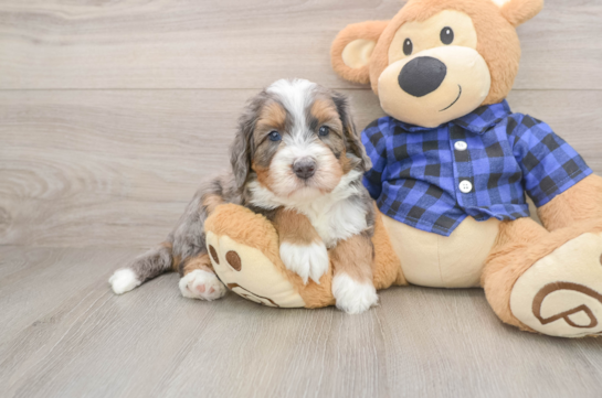 SAL, a Mini Bernedoodle littermate
