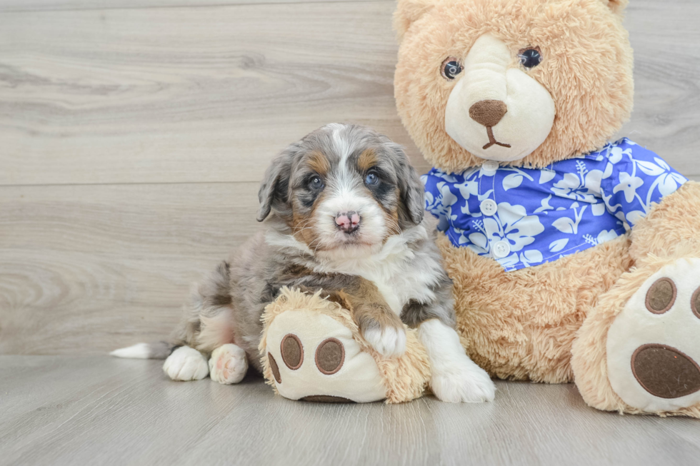 Hypoallergenic Mini Bernesepoo Poodle Mix Puppy