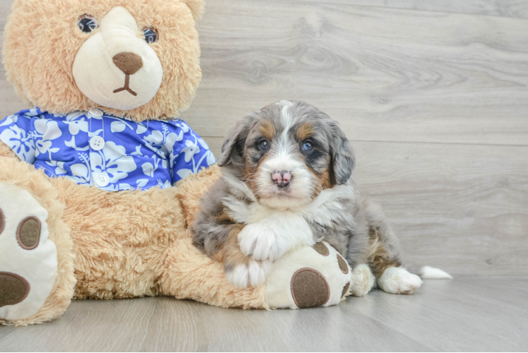 Small Mini Bernedoodle Baby