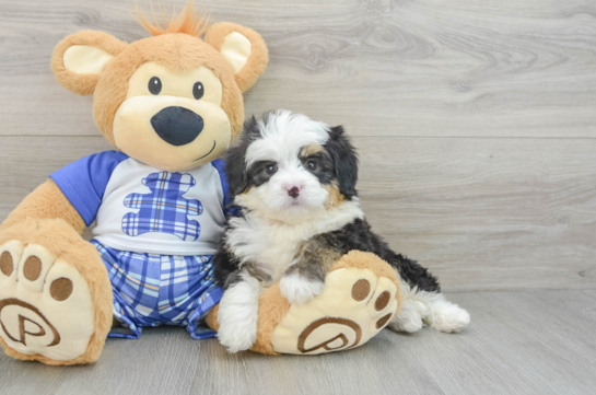 Mini Bernedoodle Pup Being Cute